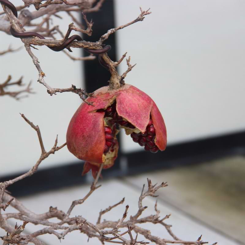 pomegranate tree bonsai
