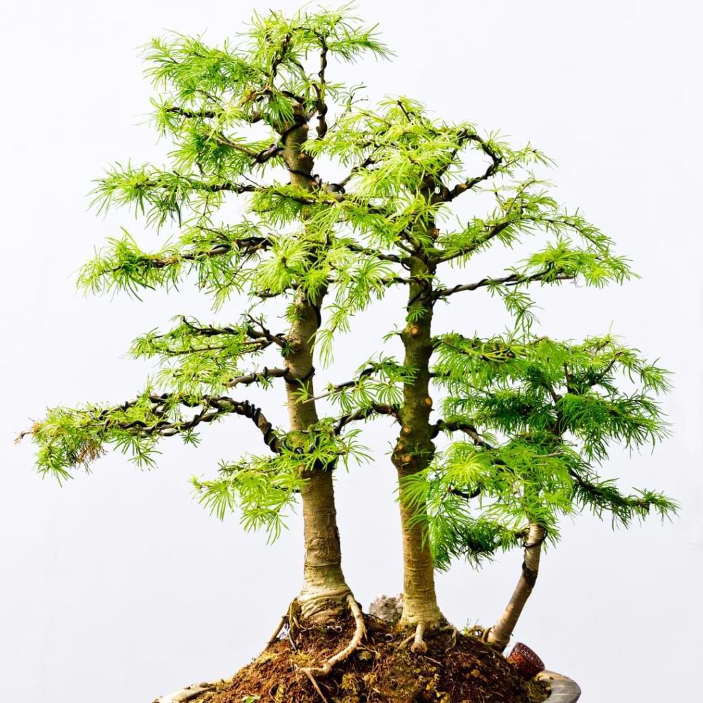How to Grow Rocky Mountain Pine Bonsai