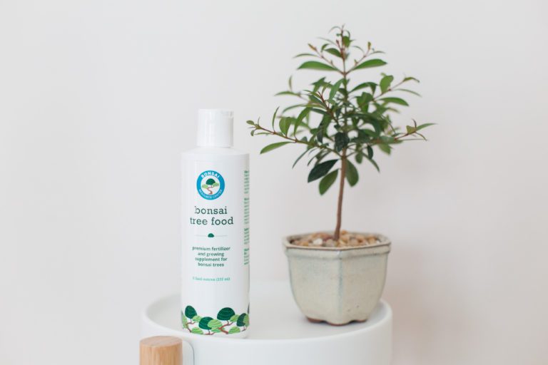 Hibiscus Bonsai Tree Care & Growing Guide