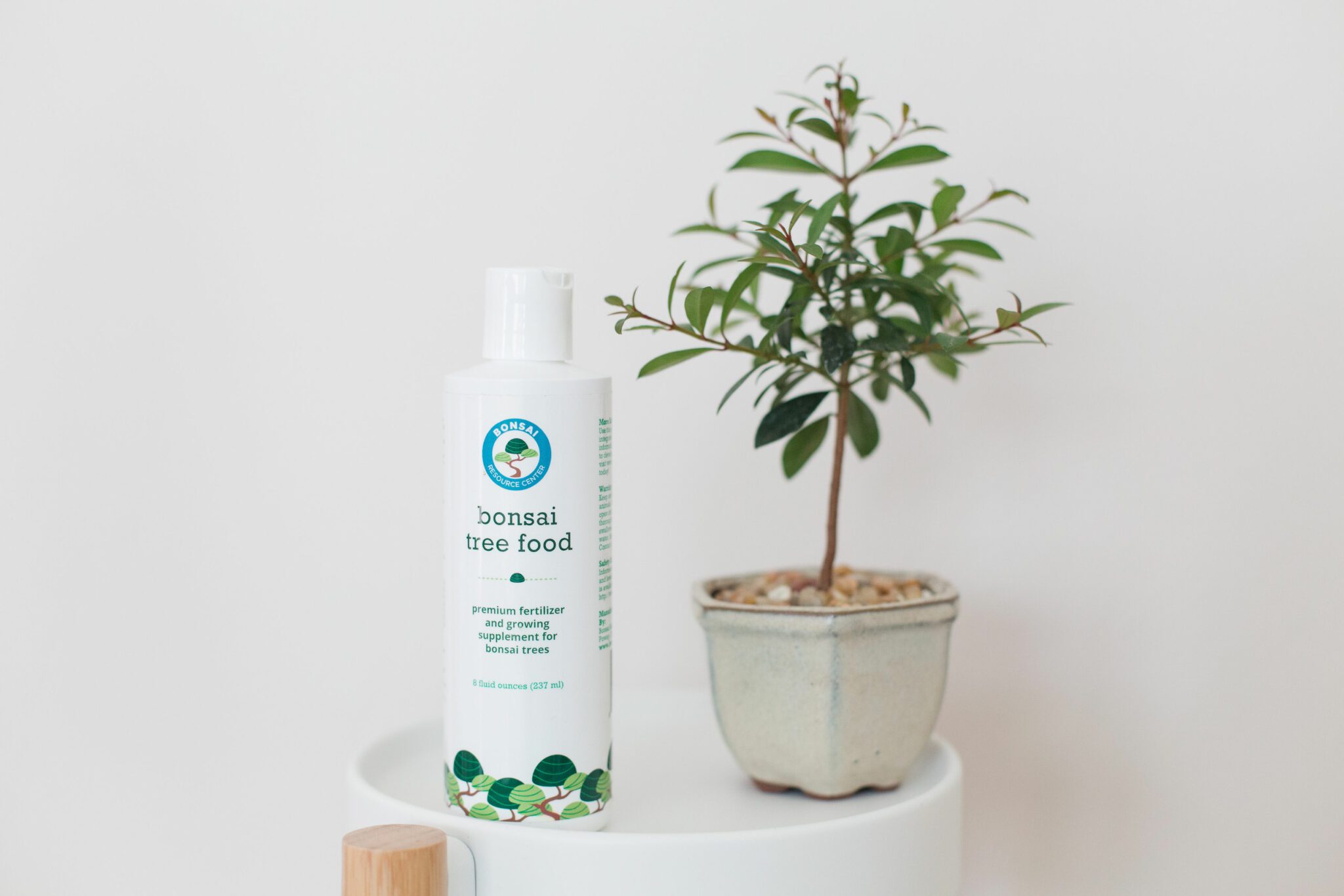 Indoor Bonsai Tree Lifespan How Long Do Bonsai Trees Live