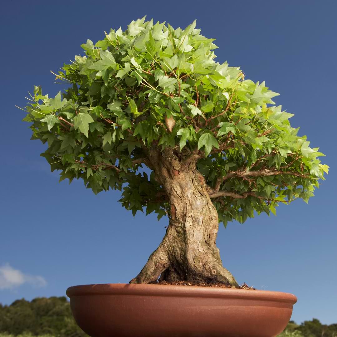 Indoor Bonsai Tree Lifespan How Long Do Bonsai Trees Live