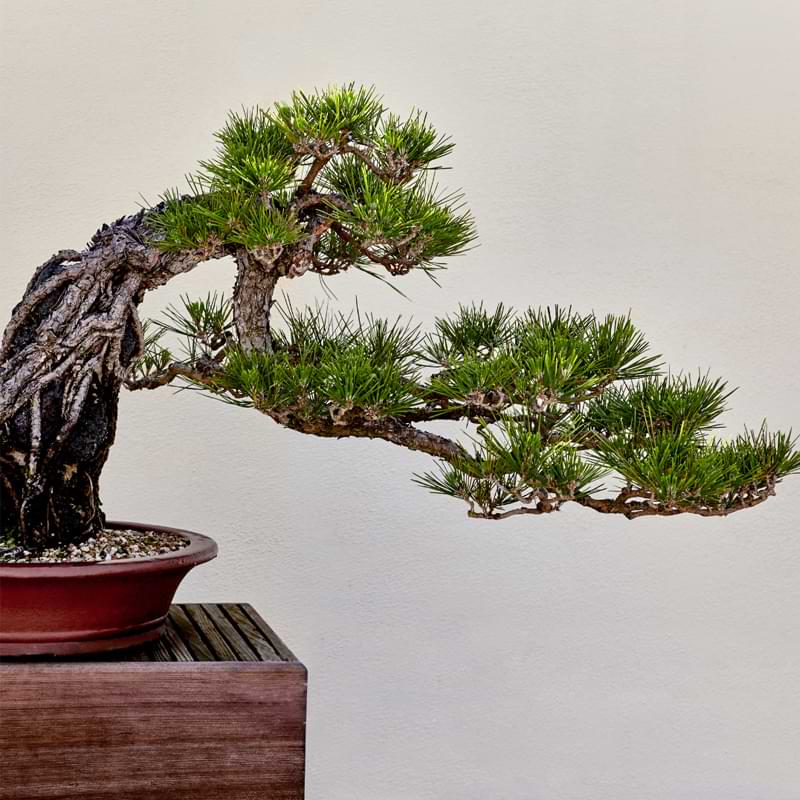 Japanese Black Pine Bonsai is native to Japan and Korea and is often used in bonsai because of its unique shape and slow growth rate.