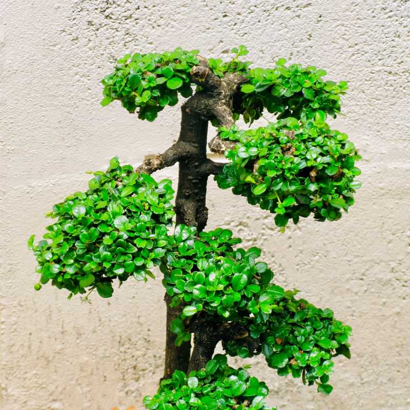 Fukien Tea Bonsai Carmona Bonsai Tree Care Growing Guide