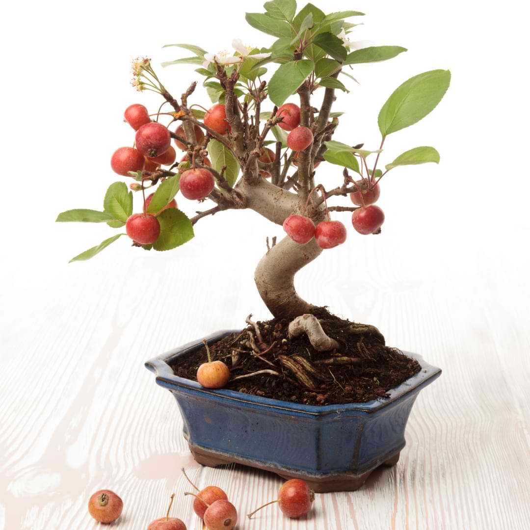 How to Grow Bonsai Fruit Trees