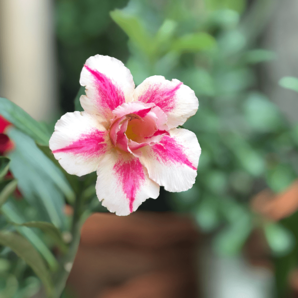 Desert Rose Bonsai Care Guide