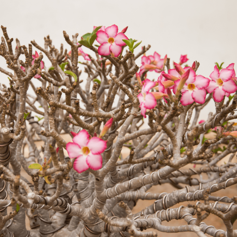 Desert Rose Bonsai Care Guide 7596