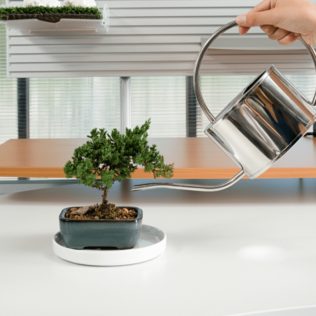 The Ultimate Guide to Bonsai Trees for the BonsaiCurious