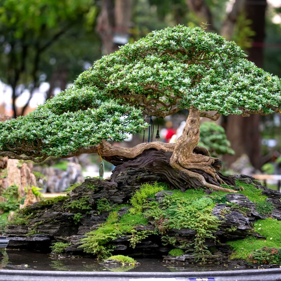The Ultimate Guide on How to Grow a Bonsai Tree