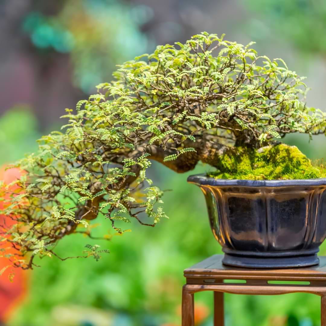 Discover the Art of Bonsai: How to Grow and Care for Miniature Trees
