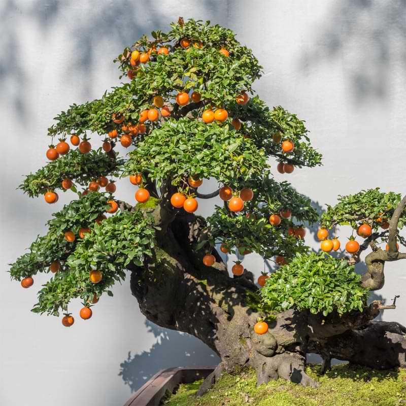 Best Fruit Trees To Bonsai