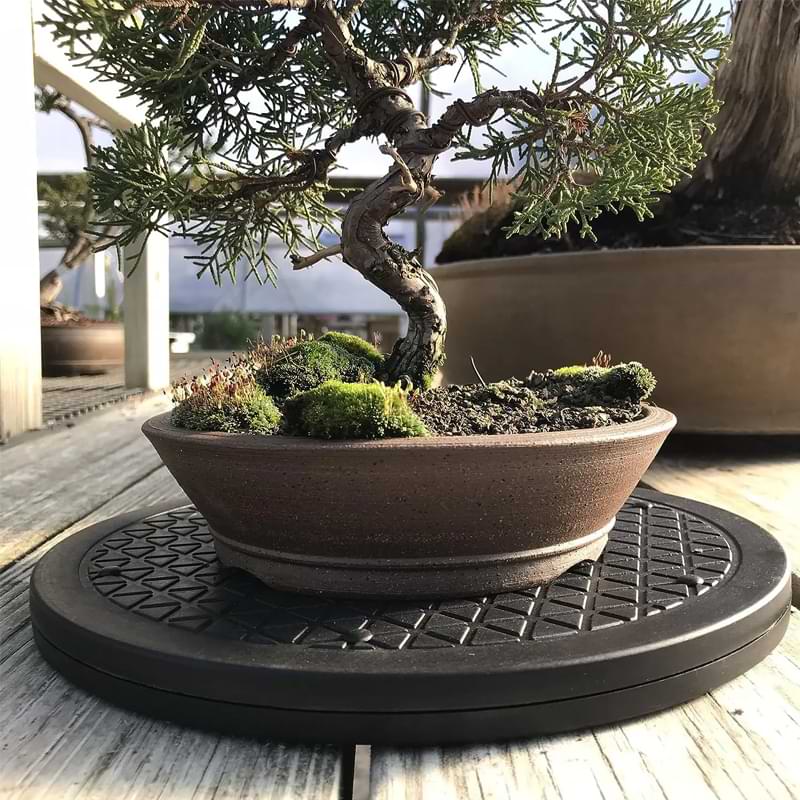 Make someone’s day special with the best Bonsai gifts that offer practical growing assistance and stylish aesthetics.